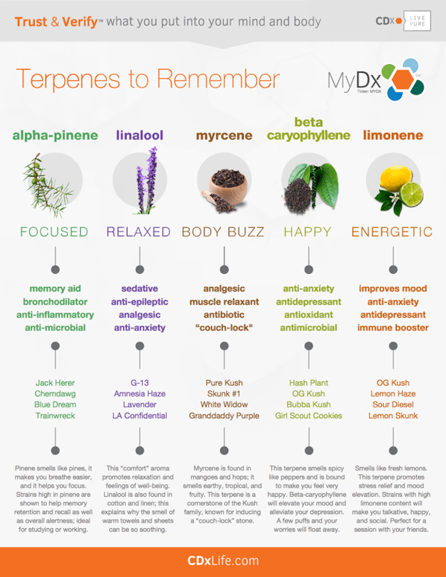 Terpenes To Remember: A Helpful Reference Guide