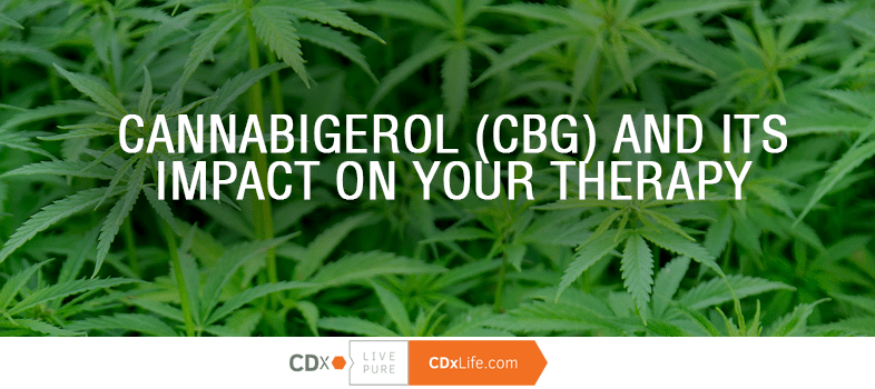 Cannabigerol (CBG) and Its Impact on Your Therapy