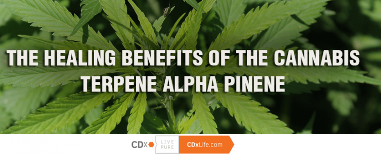 The Healing Benefits of the Cannabis Terpene Alpha Pinene