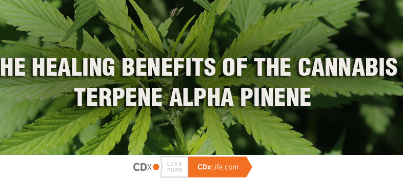 The Healing Benefits of the Cannabis Terpene Alpha Pinene