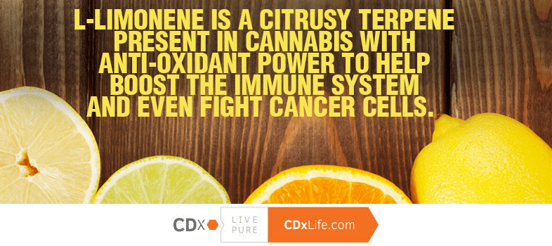 The Healing Scents of Cannabis