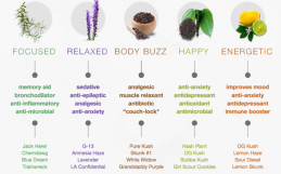 Terpenes: what can they do for you?