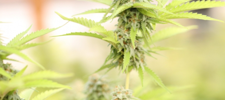 Marijuana Wins Big On 2020 Ballot